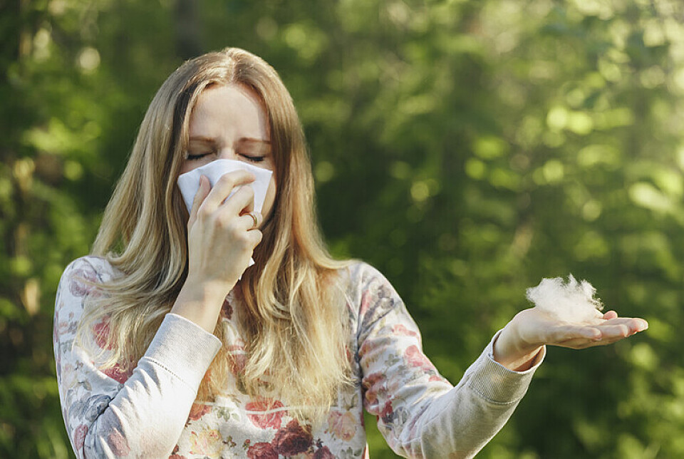 Аллергия на тополиный пух: правда или миф?