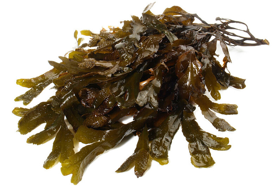 Бурые морские водоросли обладают противовирусным свойством и помогут не заболеть ослабшему после зимы организму